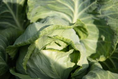 Bahçede yeşil lahana.