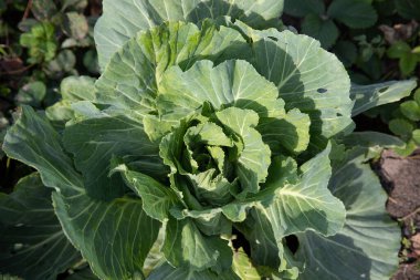 Bahçede yeşil lahana.