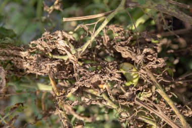 Kurumuş domates sapları ve yaprakları. Kuraklık ve domates hastalıkları.