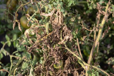 Kurumuş domates sapları ve yaprakları. Kuraklık ve domates hastalıkları.
