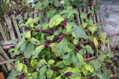 Phytolacca americana, Amerikan pokeweed 'i ya da basitçe pokeweed, pokeberry, yakın plan.
