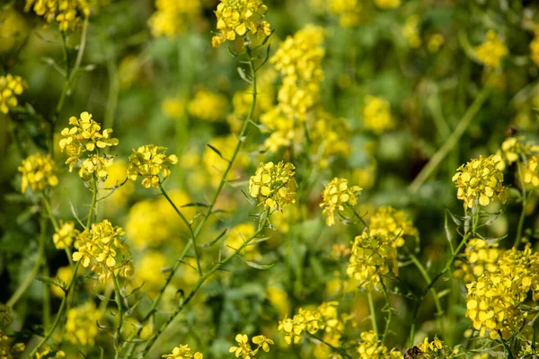 Beautiful Wildflowers Grow Field Summer — Stock Photo, Image