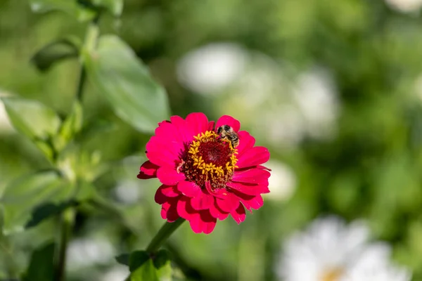 Mooie Rode Wilde Bloem Het Veld — Stockfoto