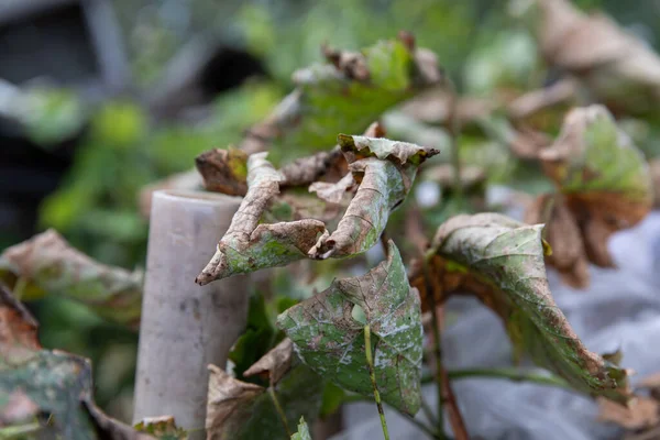 Daun Daun Anggur Kering Kebun Anggur Selama Musim Kemarau Musim — Stok Foto
