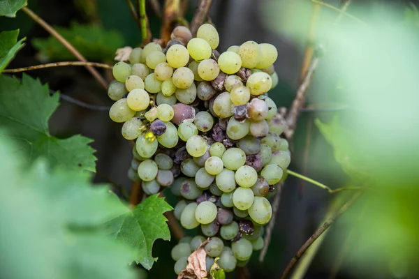 Grape Disease White Grapes Rot Vine Crop Infected Gray Mold — Stock Photo, Image