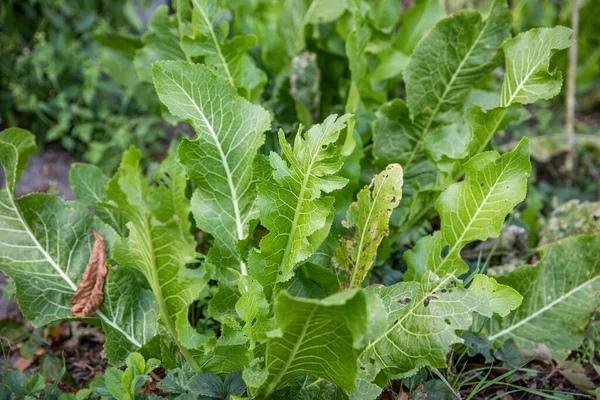 Horseradish Verde Plantas Jardim — Fotografia de Stock