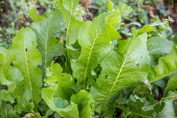 Horseradish Verde Plantas Jardim — Fotografia de Stock