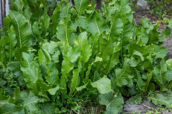 Green Horseradish Plants Garden — Stock Photo, Image