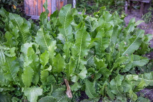 Horseradish Verde Plantas Jardim — Fotografia de Stock