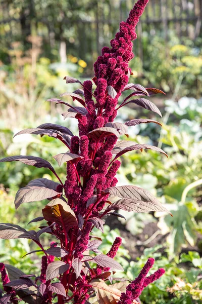 Rote Pflanze Garten — Stockfoto