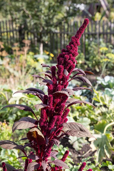 Rote Pflanze Garten — Stockfoto