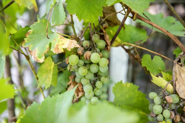 Bunch Ripe Green Grapes Garden — Stock Photo, Image