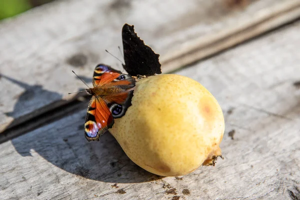 Butterflies Eat Ripe Juicy Pears — Stock Photo, Image