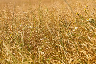 Beyaz Rusya 'nın güzel doğal manzarası. Tarlalar ve ormanlar.