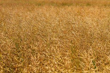 Beyaz Rusya 'nın güzel doğal manzarası. Tarlalar ve ormanlar.