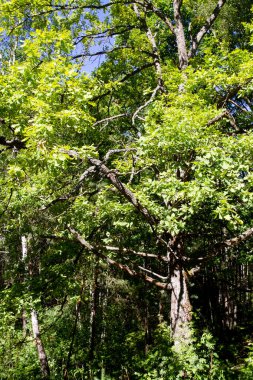Korulukta güzel çiçek açan ağaçlar. Yeşil Bahçe. Taze bahar ağaçları
