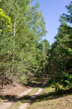 Korulukta güzel çiçek açan ağaçlar. Yeşil Bahçe. Taze bahar ağaçları