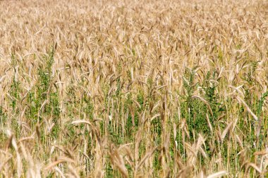 Yazın tarlada güzel buğday kulağı. Bokeh