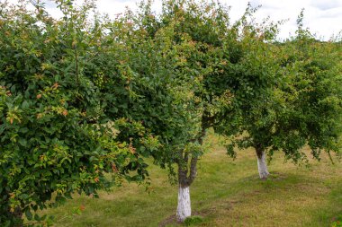 Düşük yetişen meyve ağaçları. Yazın bahçedeki elma ağaçları.