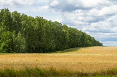 Beyaz Rusya 'nın güzel doğal manzarası. Tarlalar ve ormanlar.