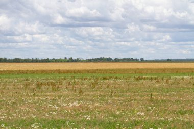 Beyaz Rusya 'nın güzel doğal manzarası. Tarlalar ve ormanlar.