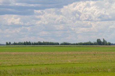 Yazın Avrupa 'da güzel bir tepe bölgesi. Tarlalar ve ormanlar. Beyaz Rusya.