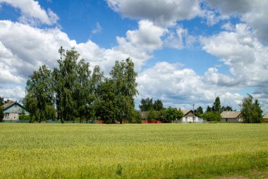 Yazın Avrupa 'da güzel bir tepe bölgesi. Tarlalar ve ormanlar. Beyaz Rusya.