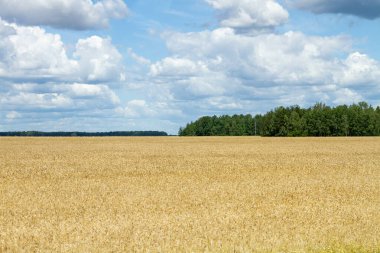 Beyaz Rusya 'nın güzel doğal manzarası. Tarlalar ve ormanlar.