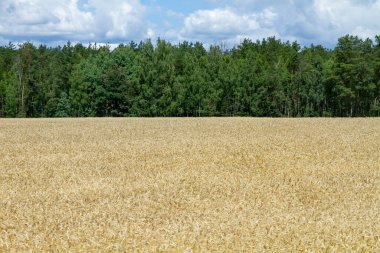 Beyaz Rusya 'nın güzel doğal manzarası. Tarlalar ve ormanlar.