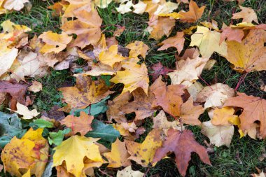 Sarı güzel sonbahar yaprakları yerde ve sarı yapraklar bahçedeki futbol sahasında bir amaç uğruna..