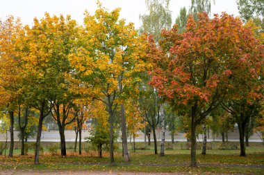Sarı güzel sonbahar yaprakları yerde ve sarı yapraklar bahçedeki futbol sahasında bir amaç uğruna..