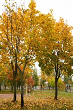 Sonbaharda ağaçlarda sarı ve yeşil yapraklar.