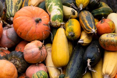 Güzel kabaklar ve kabaklar. Bir sürü taze sebze.