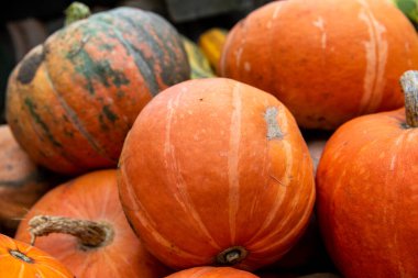 Güzel kabaklar ve kabaklar. Bir sürü taze sebze.