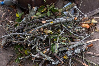Kırmızı lekeli üzüm yaprakları. Rubella üzümdür. Mantar hastalığının ilk belirtileri. Ekoloji..