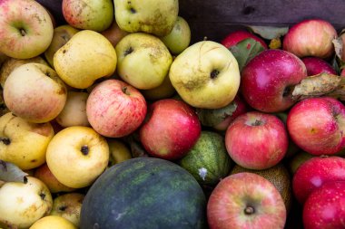 Taze elmalar. Kırmızı yeşil sarı elmalar. Tahta kutu.