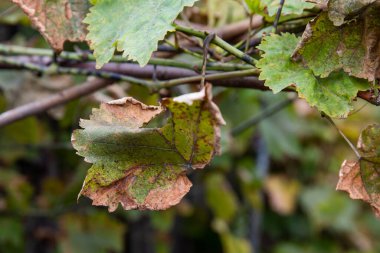 Kırmızı lekeli üzüm yaprakları. Rubella üzümdür. Mantar hastalığının ilk belirtileri. Ekoloji..