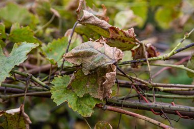 Yapraklar ve yeşil üzümlerden oluşan meyveler. Antrakoz küfü ve oidium üzümü. Mantar hastalığının ilk belirtileri. Ekoloji..