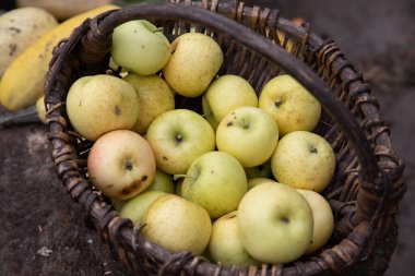 Elma sepeti yaz atmosferi bahçede küçük bir örgü sepetinde taze yeşil elmalar