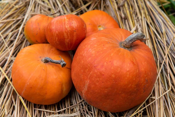 Beautiful Pumpkins Dry Hay Autumn — Stock Photo, Image