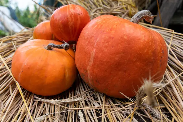 Beautiful Pumpkins Dry Hay Autumn — Stock Photo, Image