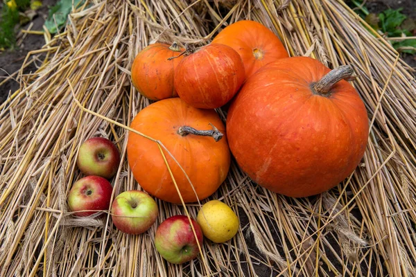 Beautiful Pumpkins Fresh Apples Light Straw — Stock Photo, Image