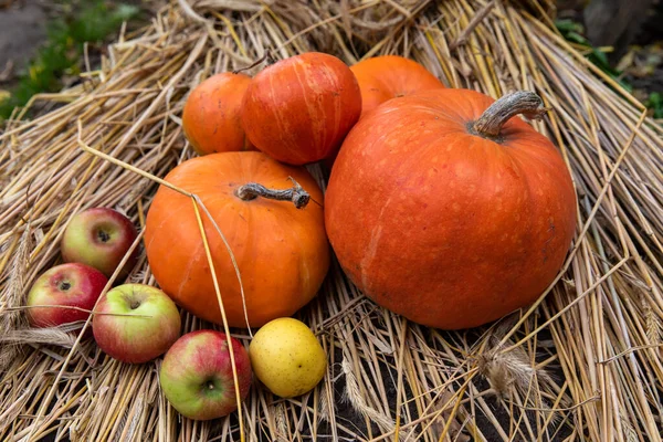 Hermosas Calabazas Con Manzanas Frescas Paja Ligera — Foto de Stock