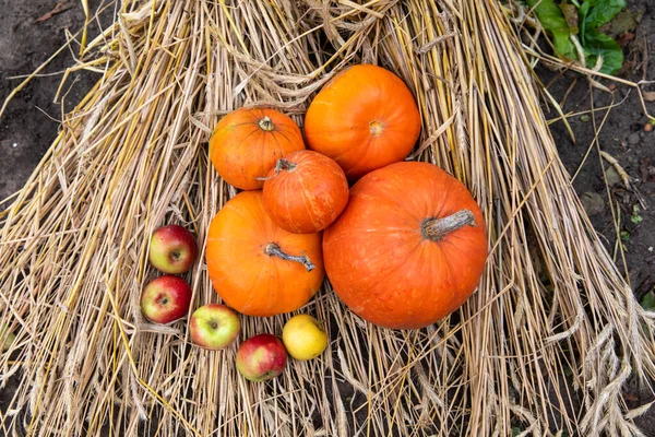 Beautiful Pumpkins Fresh Apples Light Straw — Stock Photo, Image