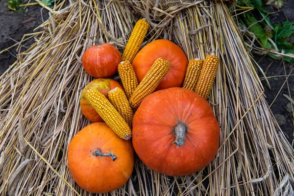 Beautiful Orange Pumpkin Corn Dry Hay Autumn — Stock Photo, Image