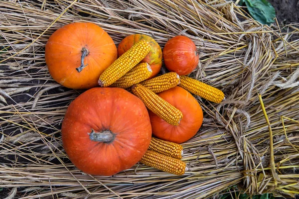 Beautiful Orange Pumpkin Corn Dry Hay Autumn — Stock Photo, Image