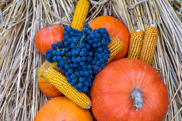 Mooie Oranje Pompoen Rijpe Druiven Maïs Droog Hooi Herfst — Stockfoto