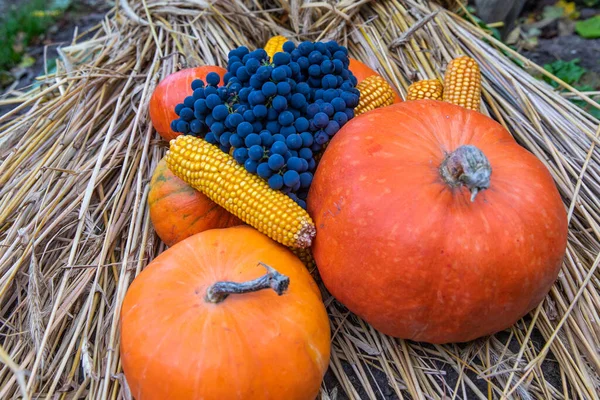 Beautiful Orange Pumpkin Ripe Grapes Corn Dry Hay Autumn — Stock Photo, Image