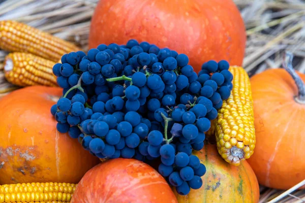 Beautiful Orange Pumpkin Ripe Grapes Corn Dry Hay Autumn — Stock Photo, Image