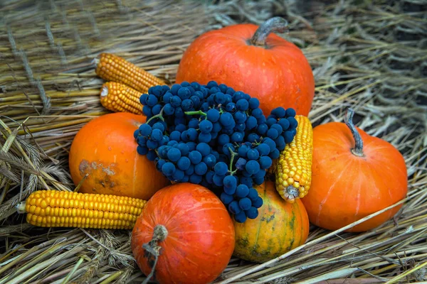 Beautiful Orange Pumpkin Ripe Grapes Corn Dry Hay Autumn — Stock Photo, Image